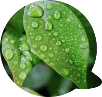 Questões jardins verticais