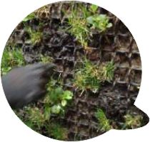 Questões jardins verticais