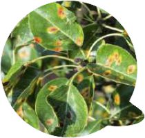 Questões jardins verticais